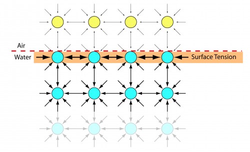 Illustration of the surface tension effect