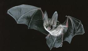 Illustration of A Bat